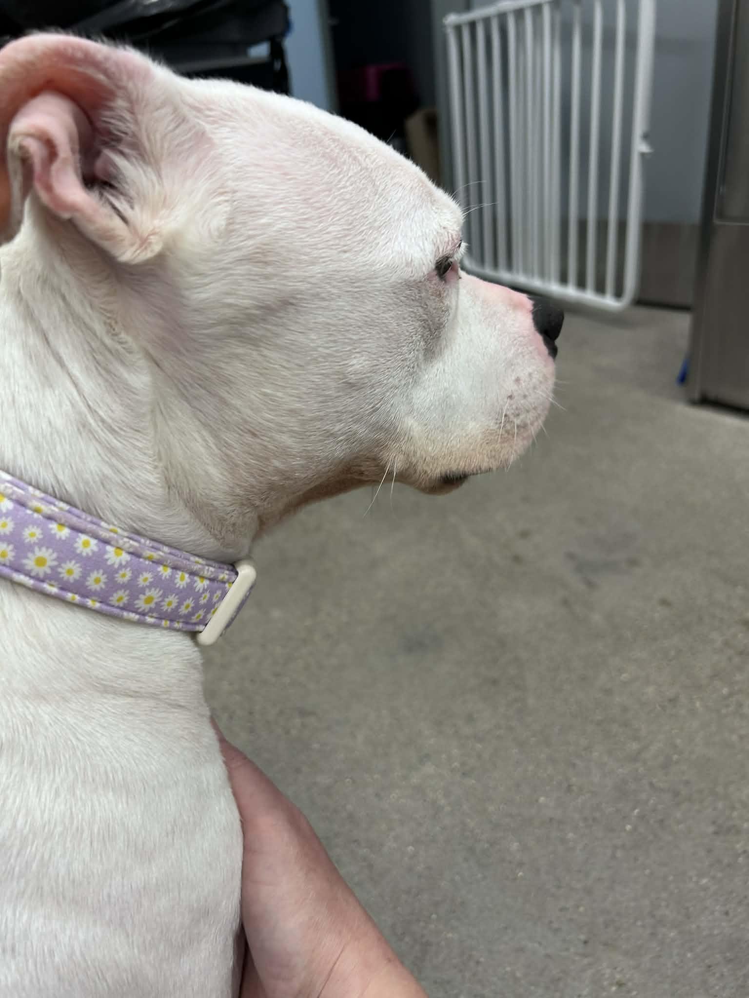 Daisy, ADOPTABLE, Adult Female Pit Bull Terrier.