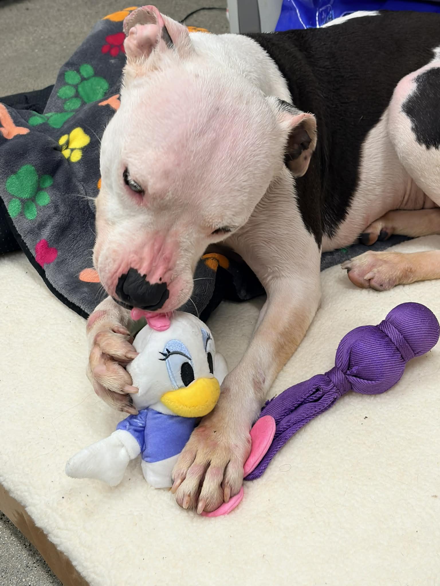 Enlarge Daisy, a ADOPTABLE mixed breed in Wakefield, RI image 2/4