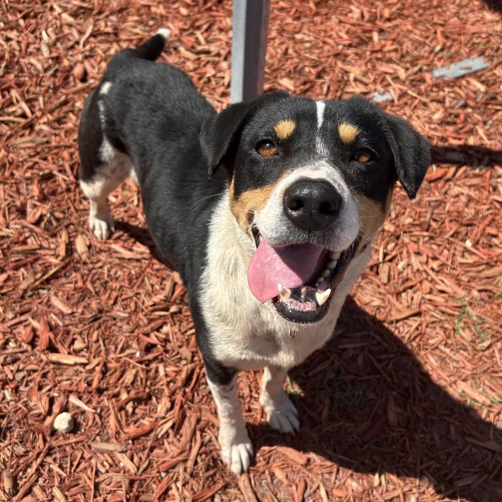 Cookie, Adoptable, Adult Female Mixed Breed & Hound.