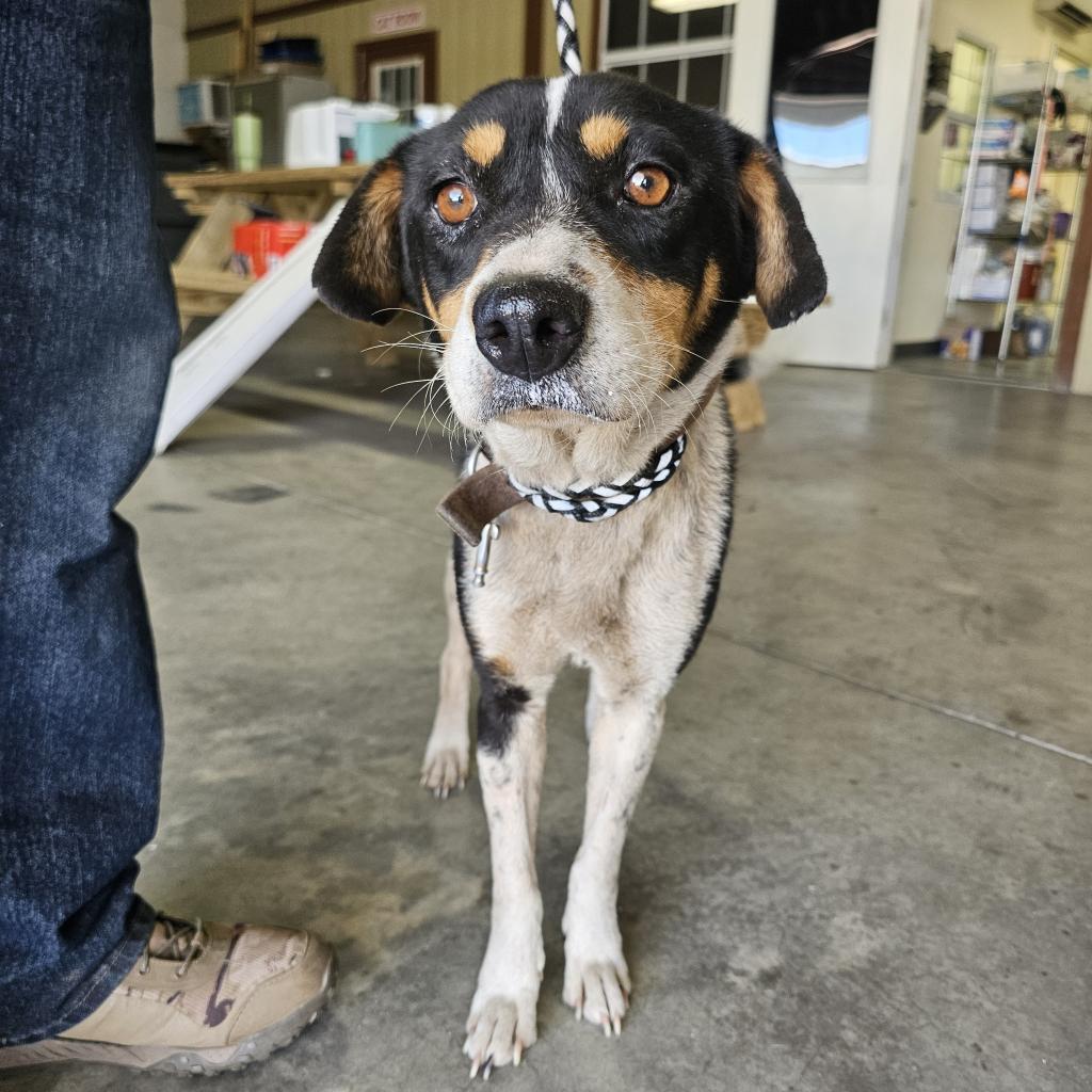 Enlarge Cookie, a Adoptable mixed breed in Bronson, FL image 2/2