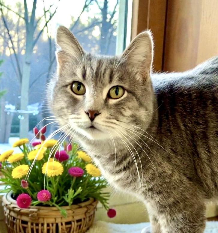 Lil Bub, ADOPTABLE, Young Female Tabby.