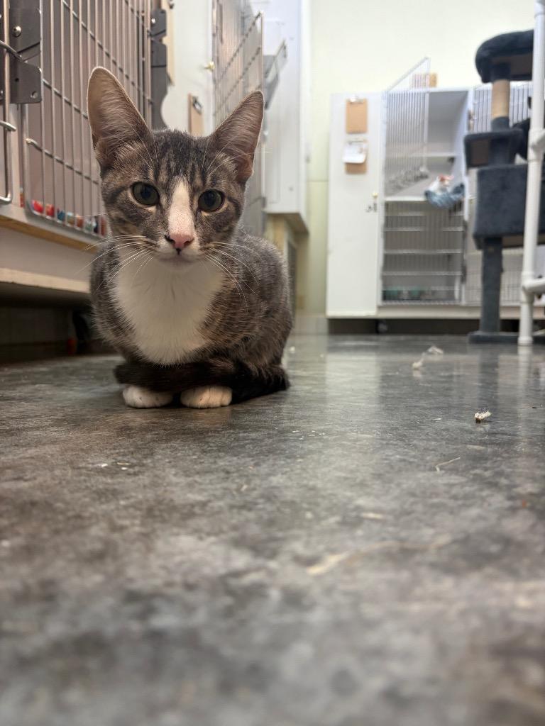 Marty, Adoptable, Kitten Male American Shorthair.