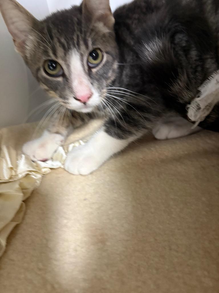 Enlarge Marty, a Adoptable American Shorthair in Neosho, MO image 3/6
