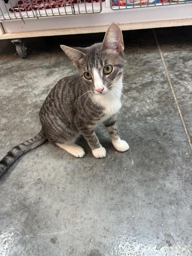 Enlarge Marty, a Adoptable American Shorthair in Neosho, MO image 5/6