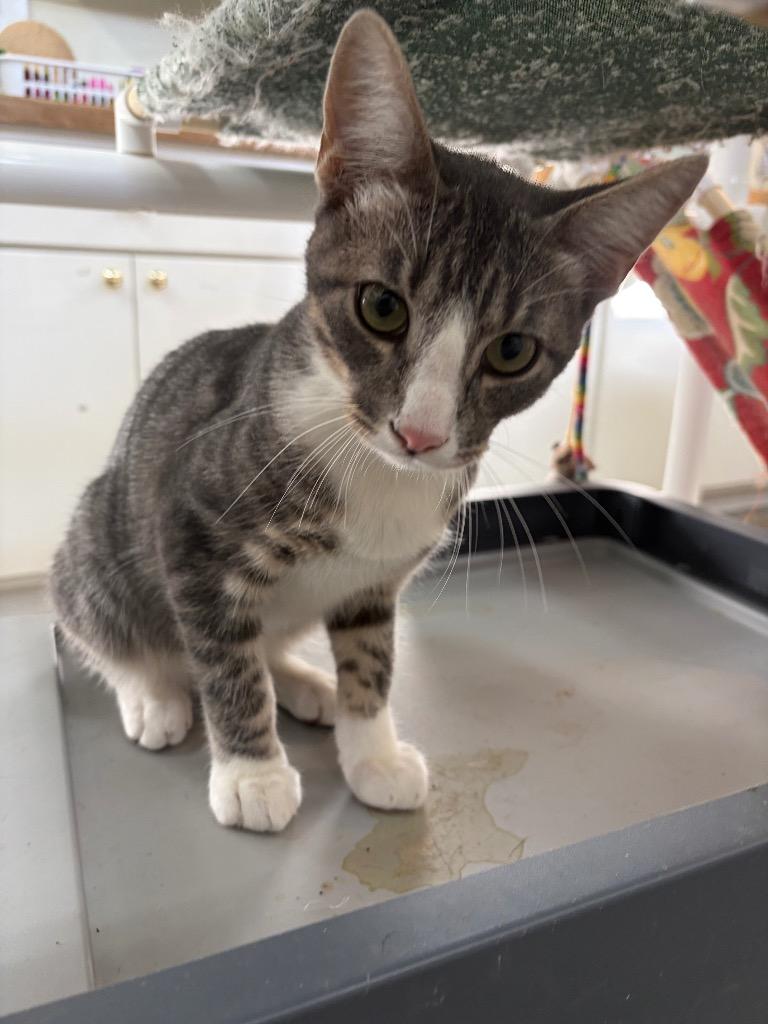 Enlarge Marty, a Adoptable American Shorthair in Neosho, MO image 6/6