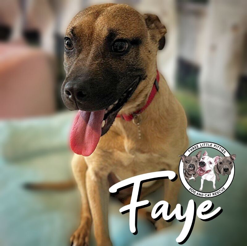Dog for adoption Faye Crutchfield, a Black Mouth Cur & Labrador