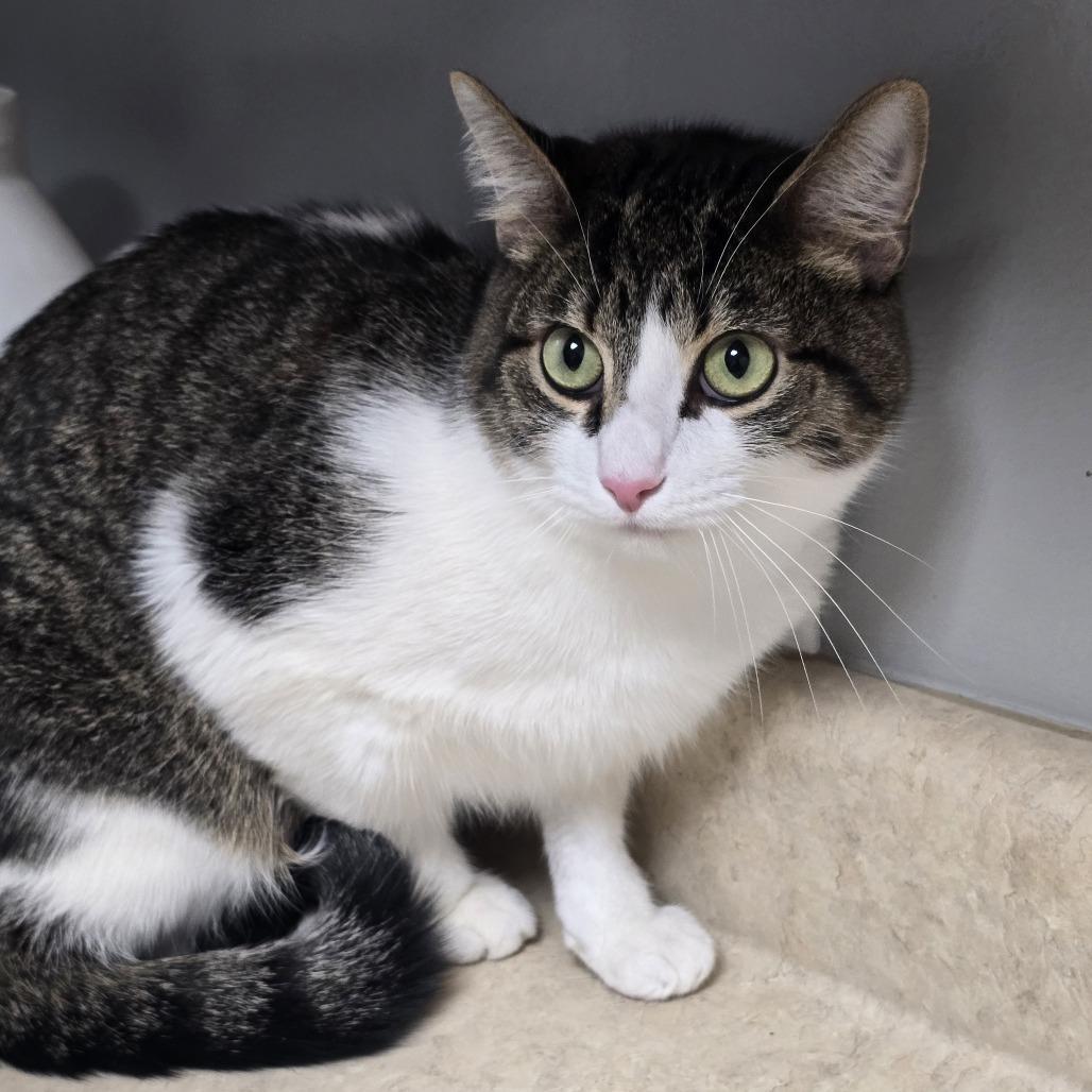 Ziggy Lemon, Adoptable, Young Male Domestic Short Hair.