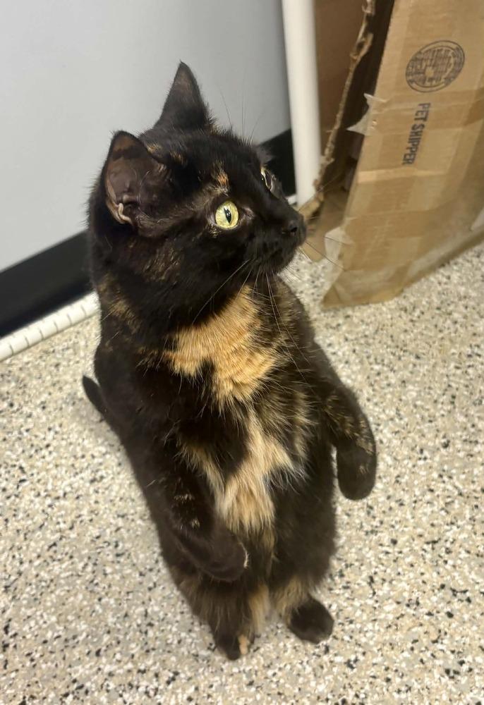 Blossom, Adoptable, Adult Female Domestic Short Hair & Domestic Short Hair.