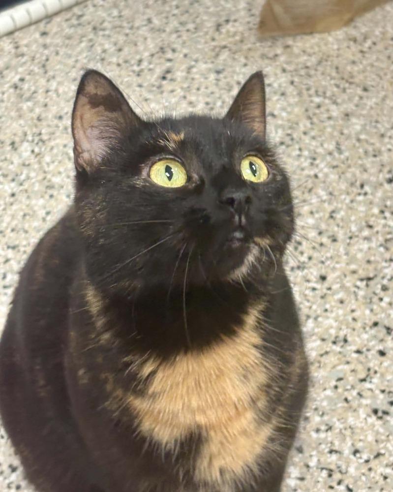 Enlarge Blossom, a Adoptable mixed breed in Plymouth, MN image 2/6