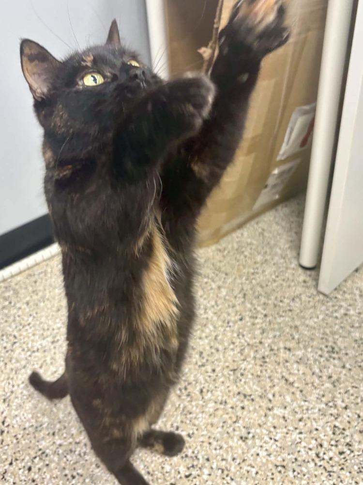 Enlarge Blossom, a Adoptable mixed breed in Plymouth, MN image 3/6