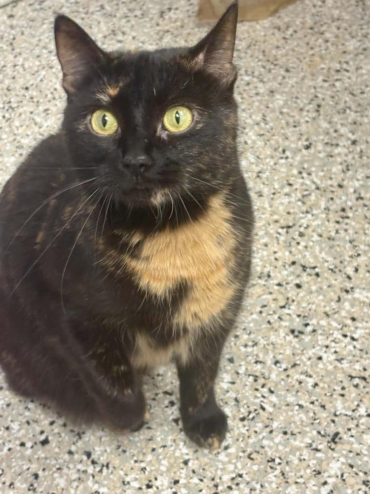 Enlarge Blossom, a Adoptable mixed breed in Plymouth, MN image 4/6