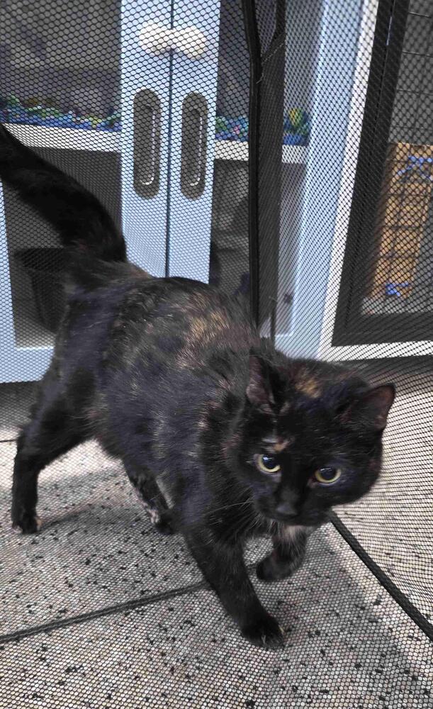 Enlarge Blossom, a Adoptable mixed breed in Plymouth, MN image 5/6