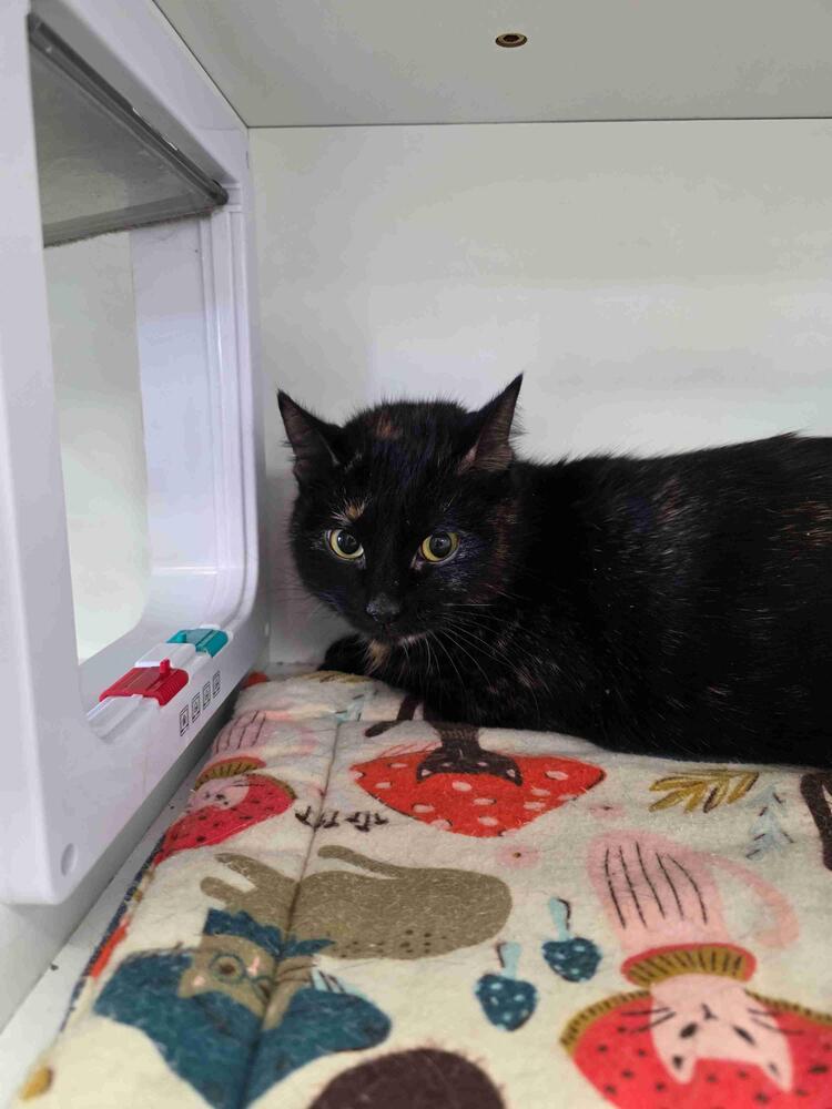 Enlarge Blossom, a Adoptable mixed breed in Plymouth, MN image 6/6