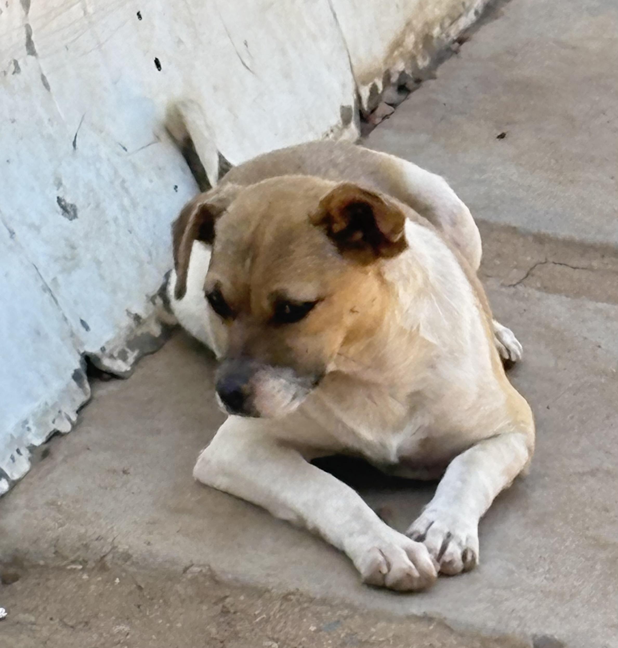 Tiny, a Adoptable mixed breed in San Ysidro, CA image 4/6