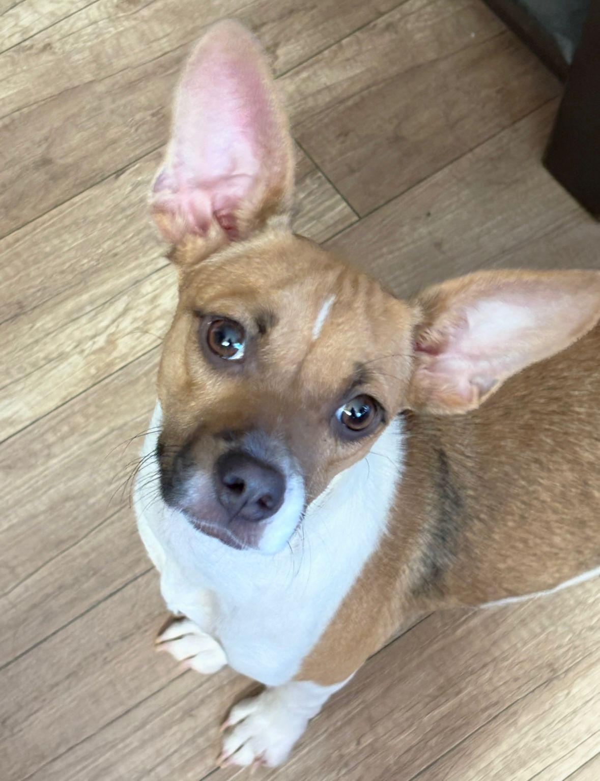 Tiny, Adoptable, Young Female Chihuahua.