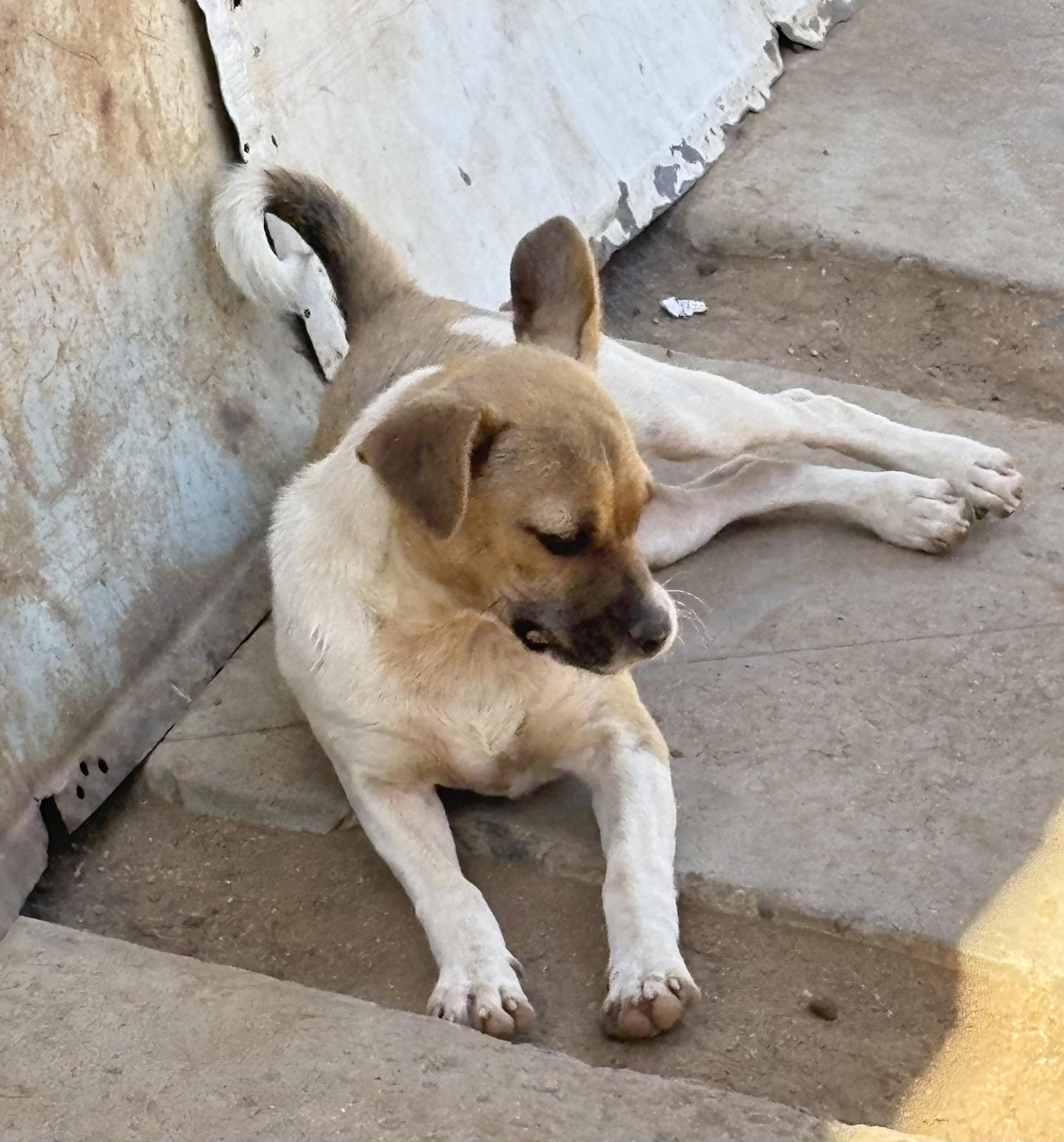 Tiny, a Adoptable mixed breed in San Ysidro, CA image 2/6