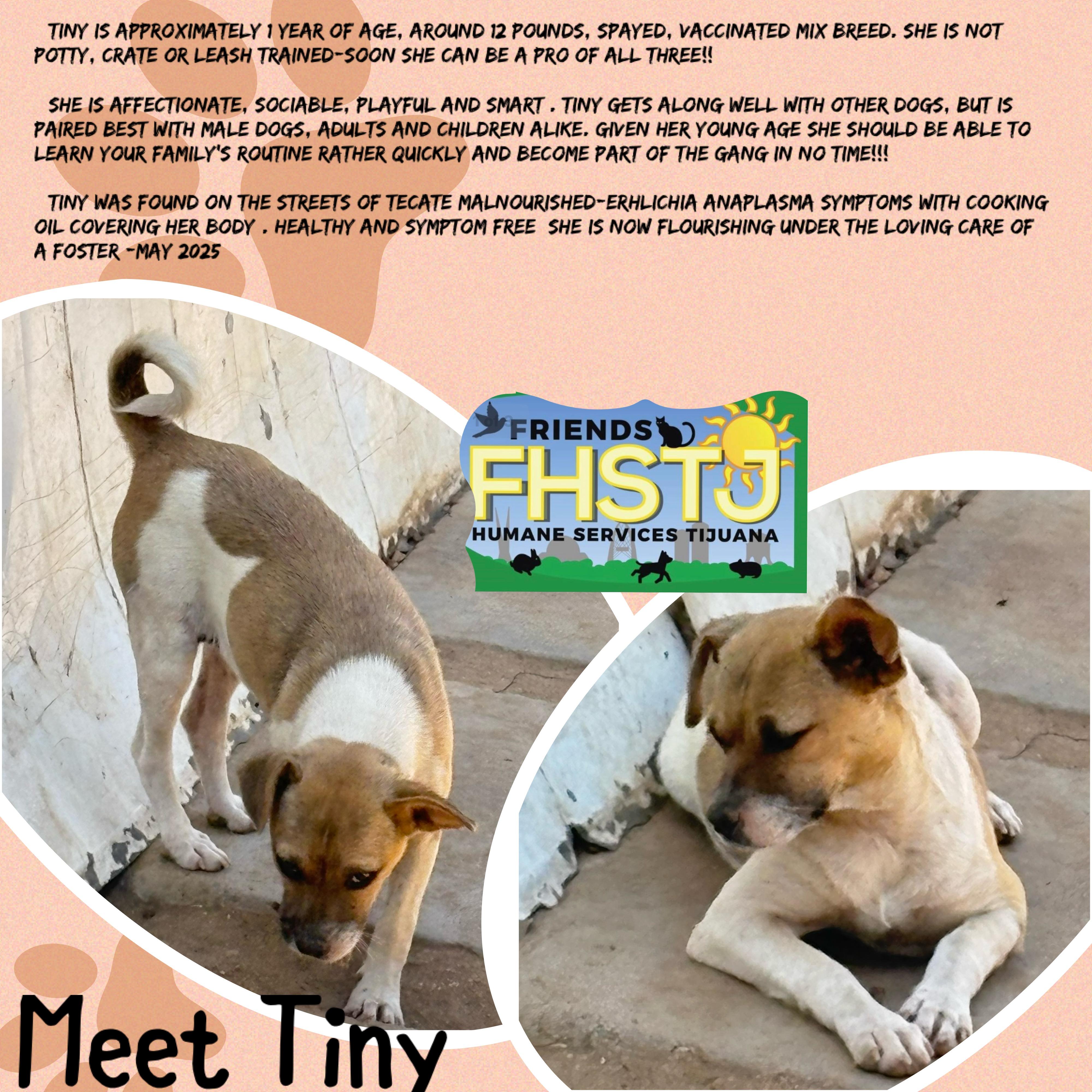 Tiny, a Adoptable mixed breed in San Ysidro, CA image 5/6