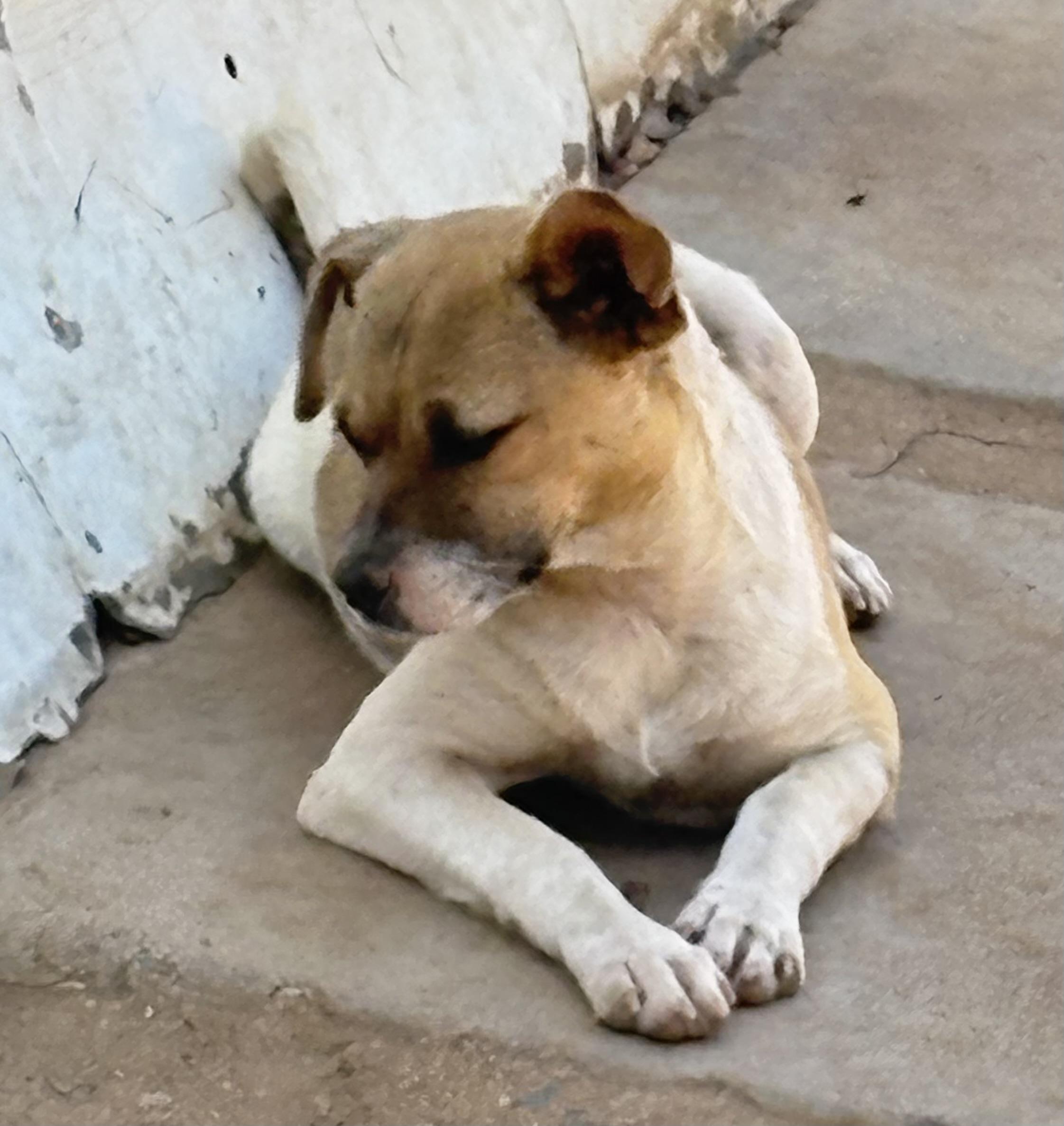 Tiny, a Adoptable mixed breed in San Ysidro, CA image 6/6