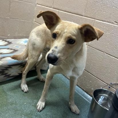 Enlarge Danica, a Adoptable mixed breed in Martinsville, VA image 3/3