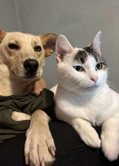 Enlarge Danica, a Adoptable mixed breed in Martinsville, VA image 2/3