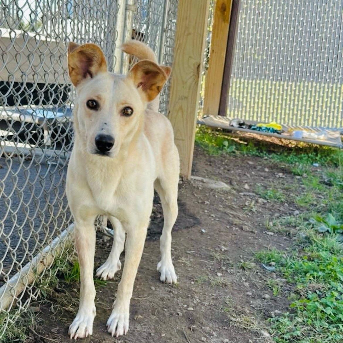 Enlarge Danica, a Adoptable mixed breed in Martinsville, VA image 1/3