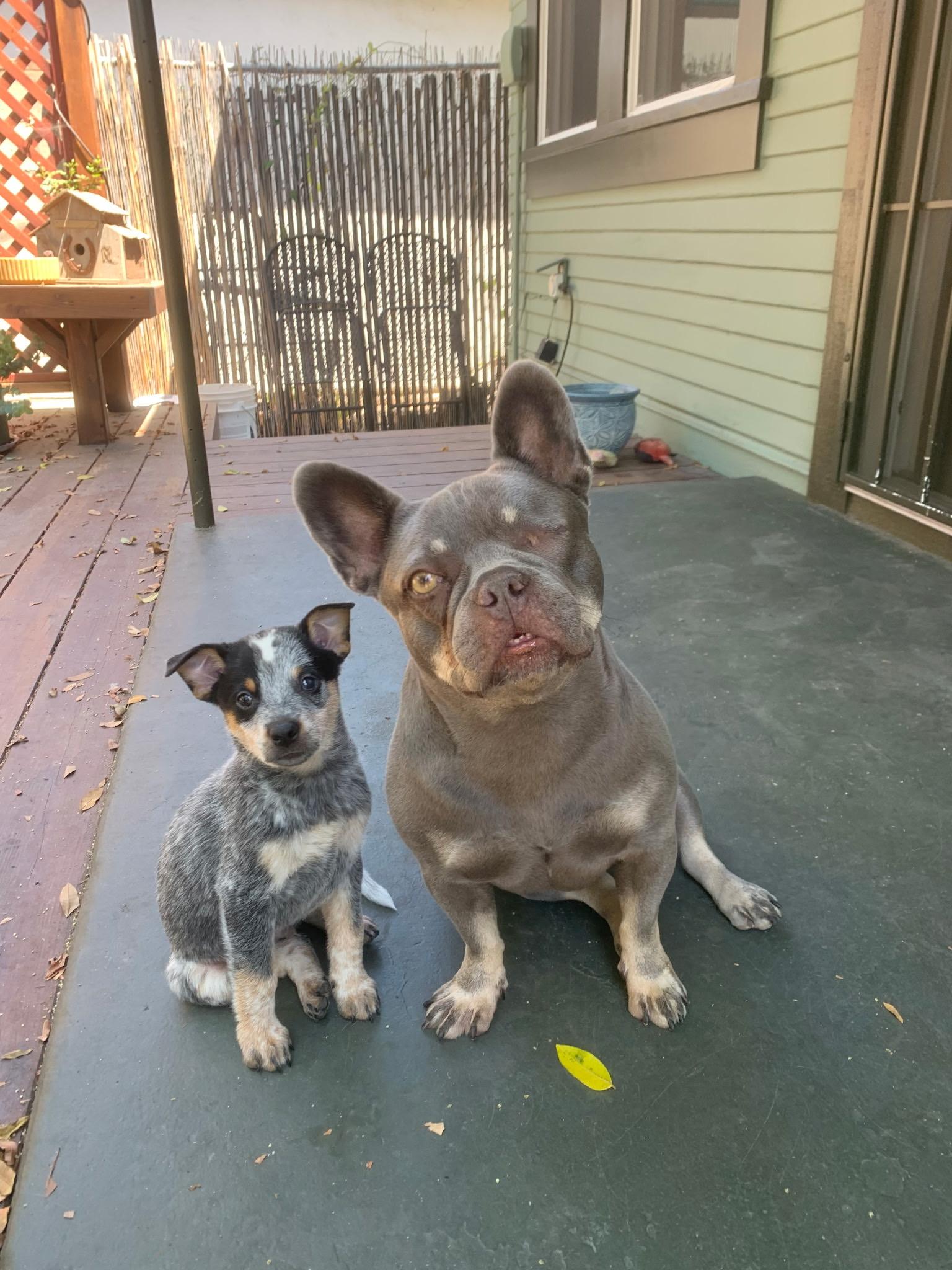 Enlarge Sam Winchester, a ADOPTABLE Australian Cattle Dog / Blue Heeler in Menifee, CA image 6/6