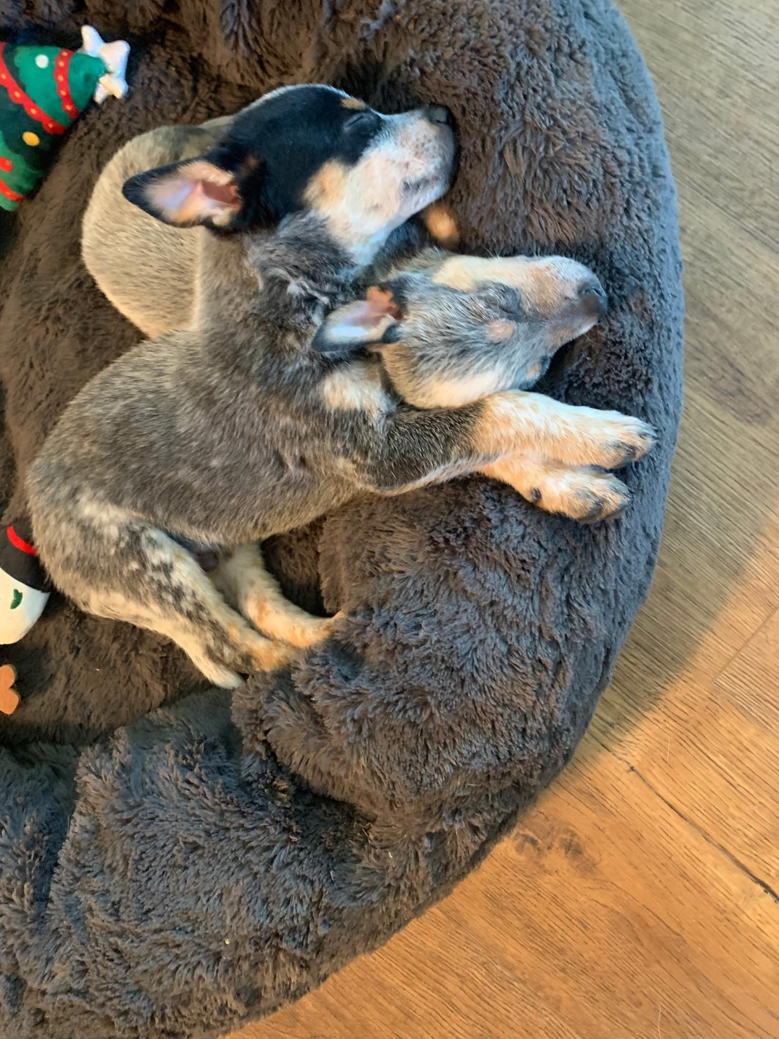 Enlarge Sam Winchester, a ADOPTABLE Australian Cattle Dog / Blue Heeler in Menifee, CA image 5/6