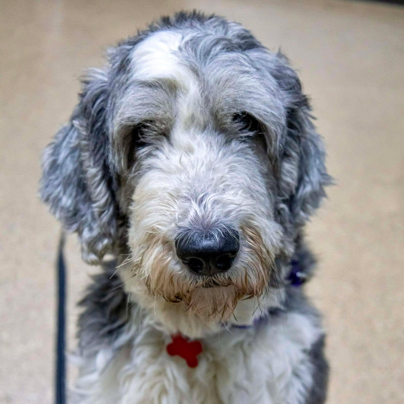 Enlarge Bane & Coco, a ADOPTABLE Sheepadoodle in Valparaiso, IN image 3/3