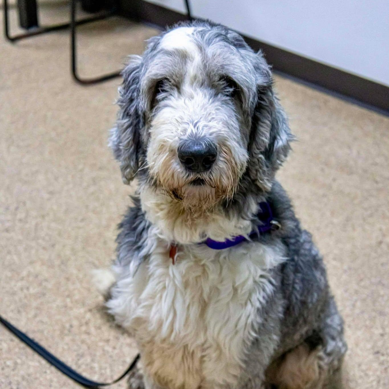 Enlarge Bane & Coco, a ADOPTABLE Sheepadoodle in Valparaiso, IN image 1/3