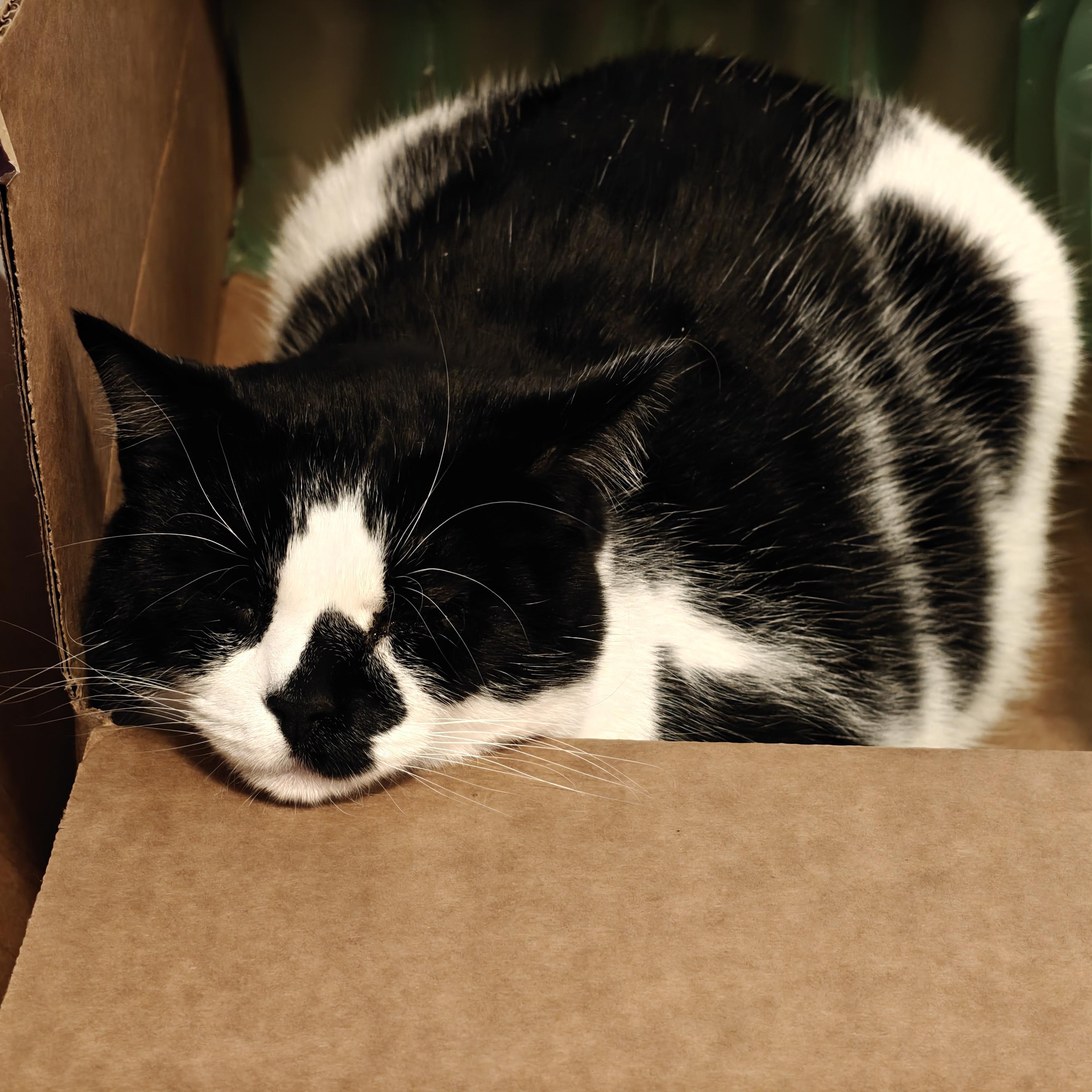 Enlarge COURTESY LISTING Mochi, a ADOPTABLE Domestic Short Hair in Moscow, ID image 1/3