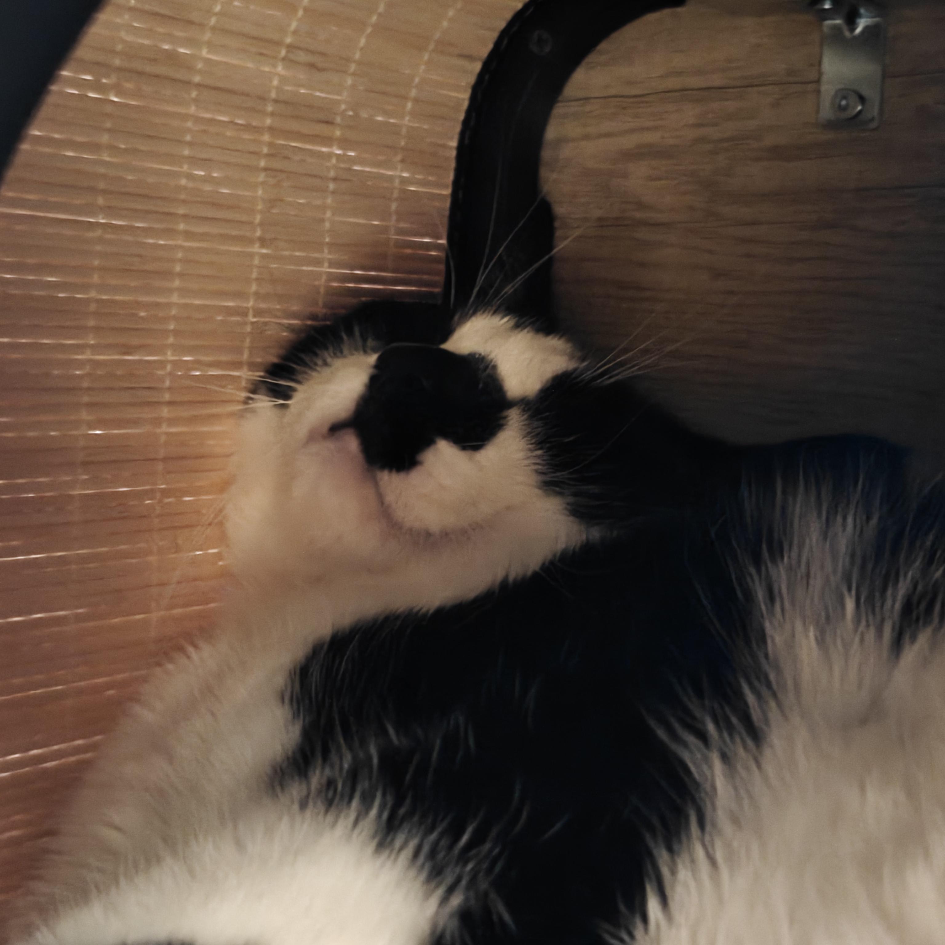 Enlarge COURTESY LISTING Mochi, a ADOPTABLE Domestic Short Hair in Moscow, ID image 2/3