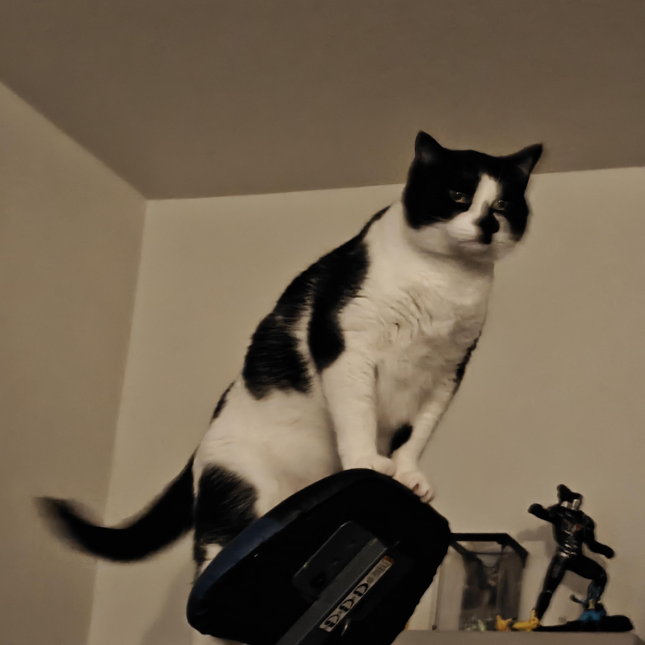 Enlarge COURTESY LISTING Mochi, a ADOPTABLE Domestic Short Hair in Moscow, ID image 3/3