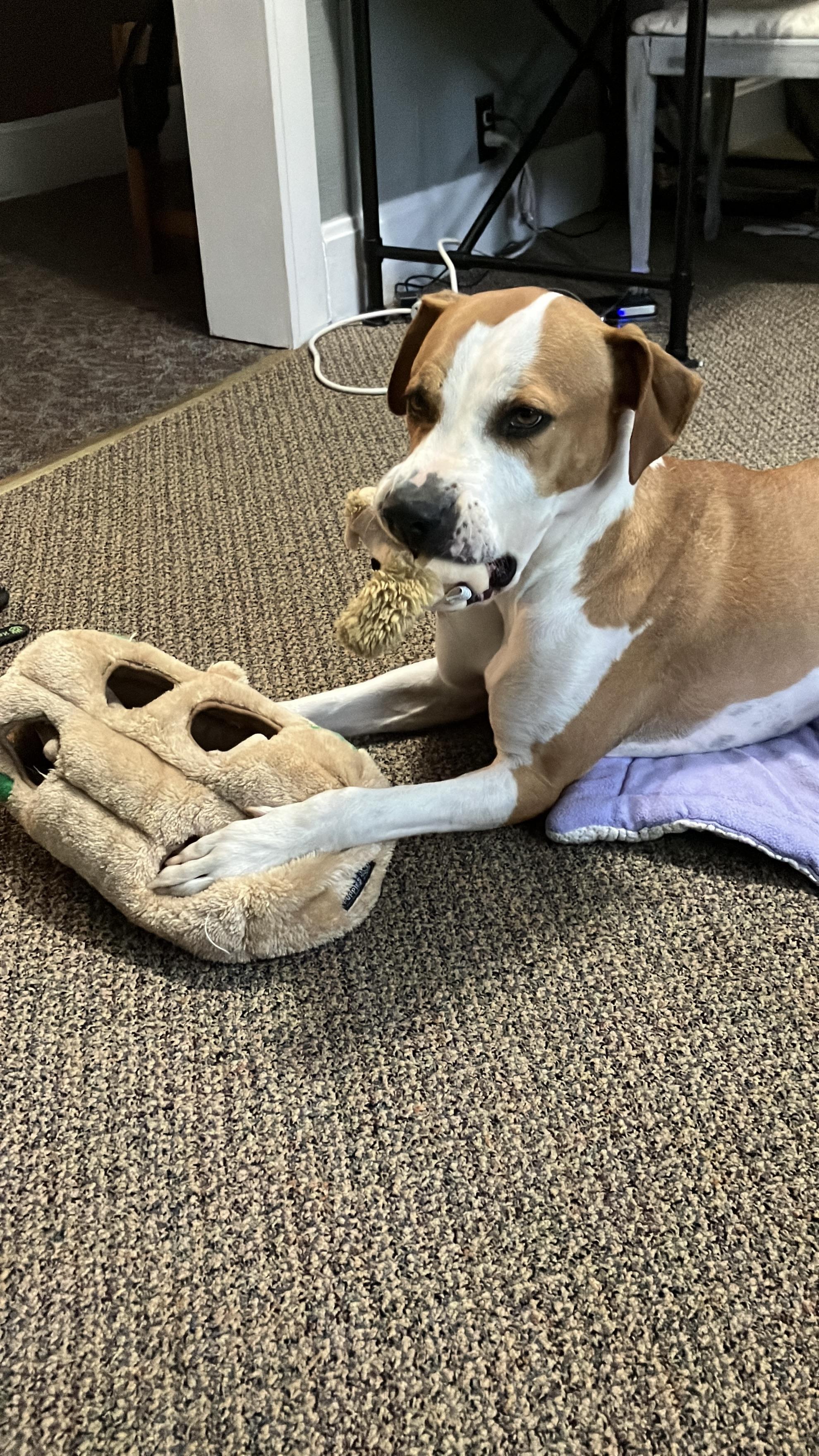 Enlarge October (Toby for short), a Adoptable mixed breed in Boulder, CO image 1/6