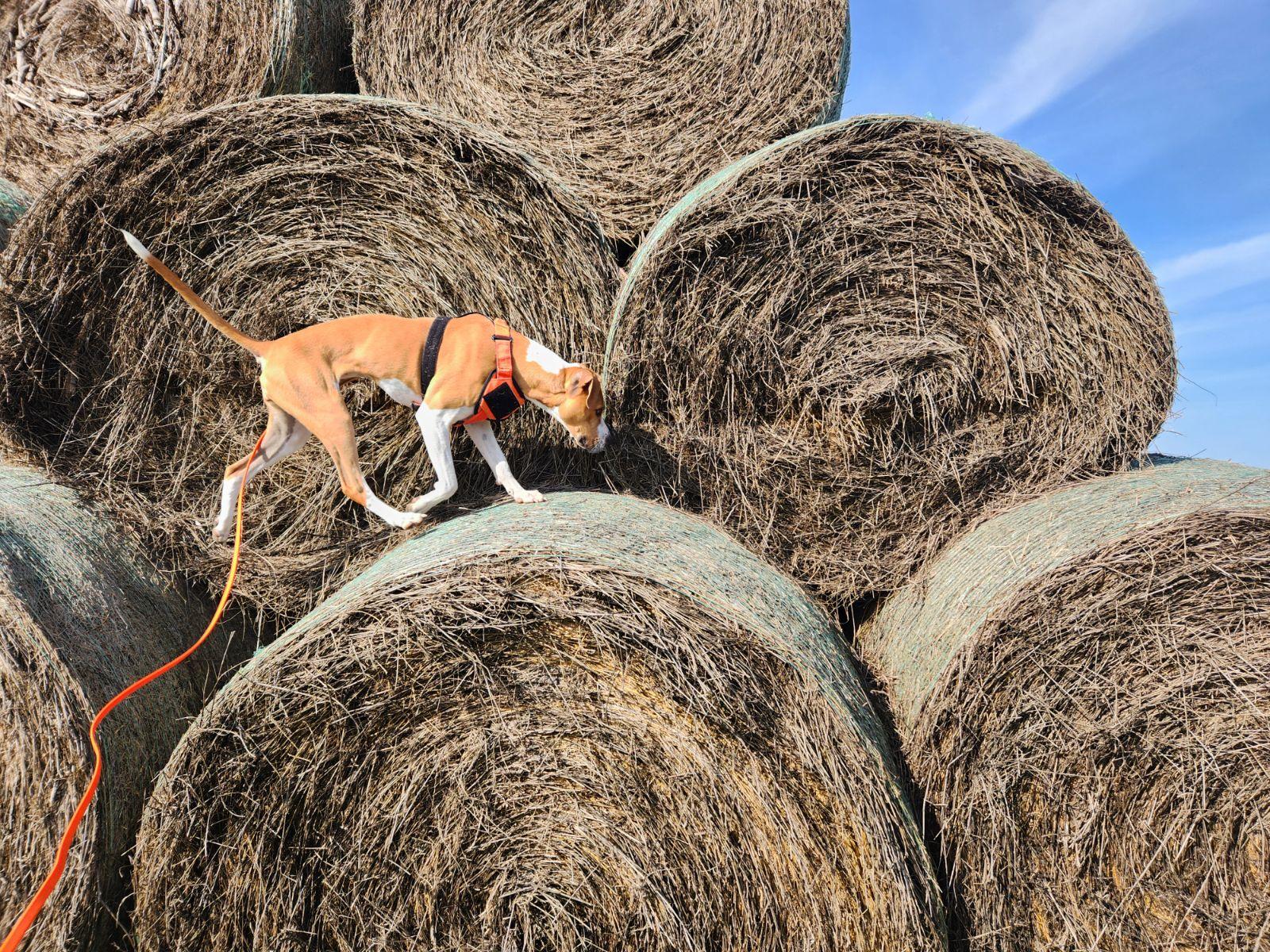 Enlarge October (Toby for short), a Adoptable mixed breed in Boulder, CO image 6/6