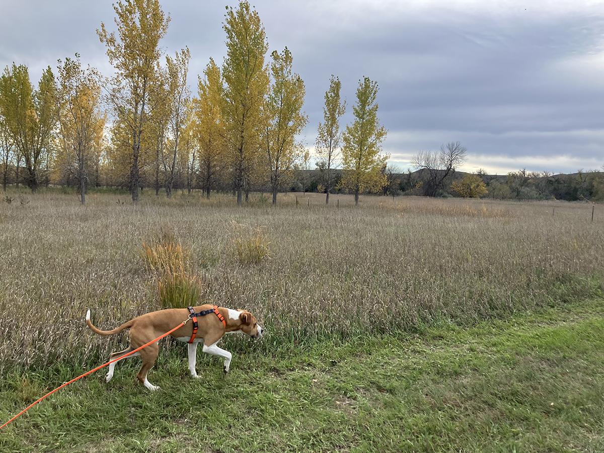 Enlarge October (Toby for short), a Adoptable mixed breed in Boulder, CO image 2/6