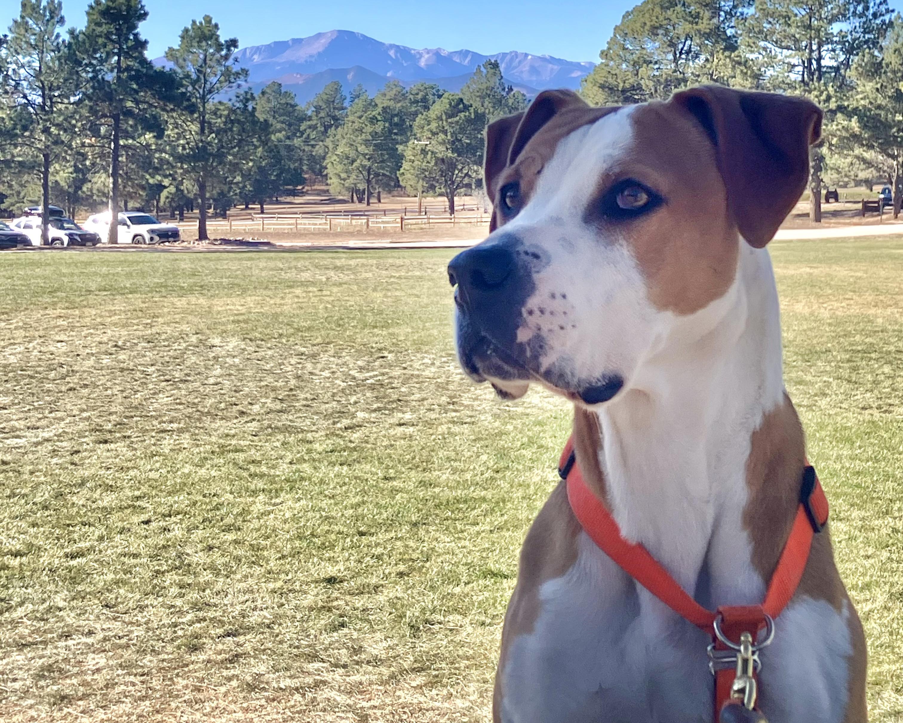 Enlarge October (Toby for short), a Adoptable mixed breed in Boulder, CO image 3/6