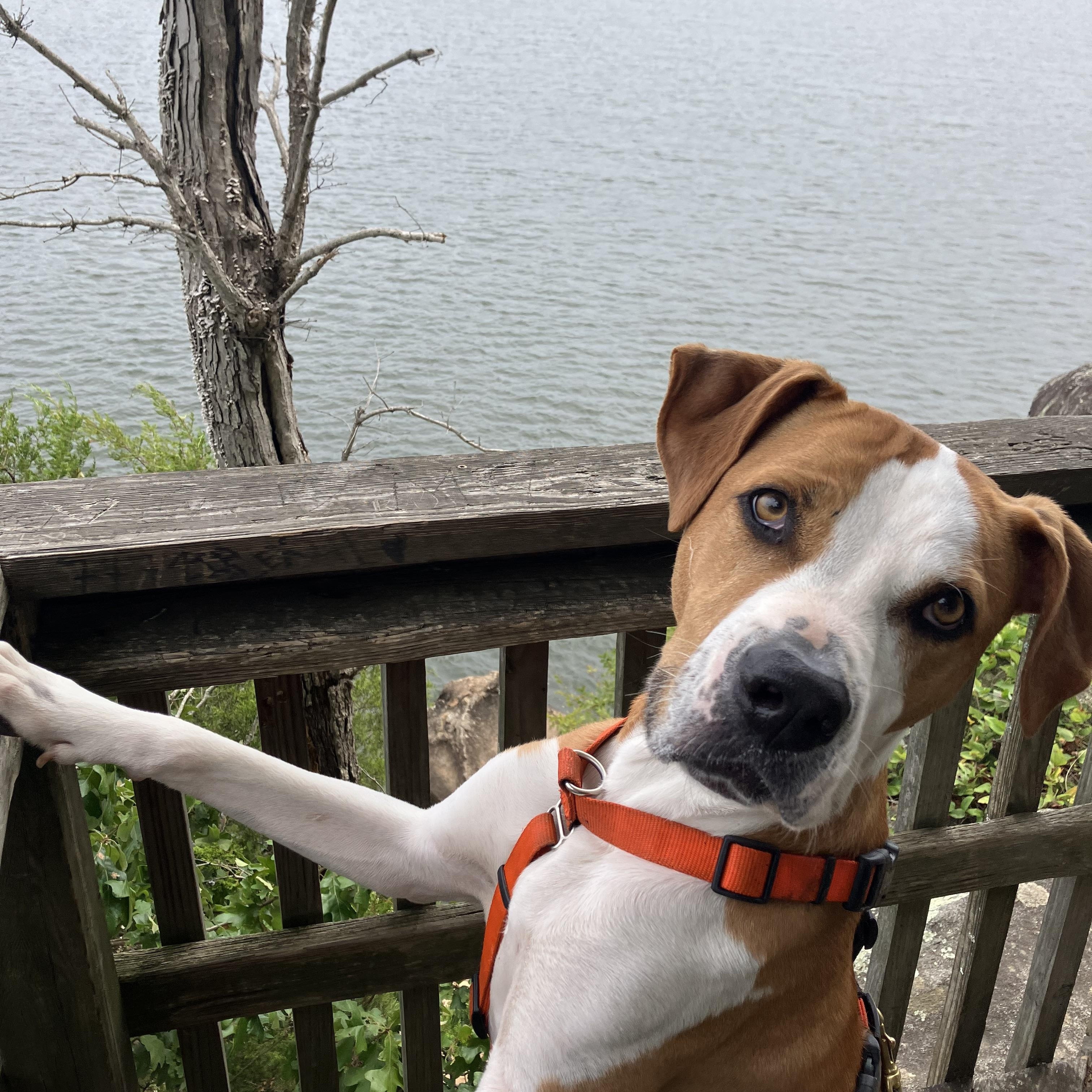 Enlarge October (Toby for short), a Adoptable mixed breed in Boulder, CO image 5/6
