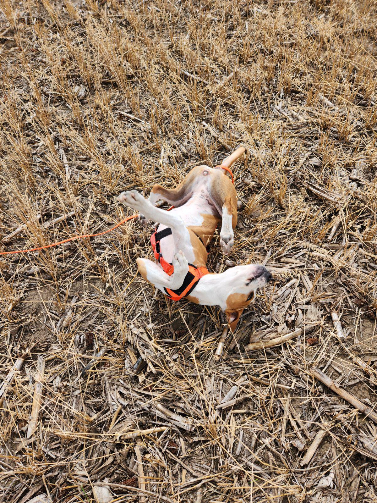 Enlarge October (Toby for short), a Adoptable mixed breed in Boulder, CO image 4/6