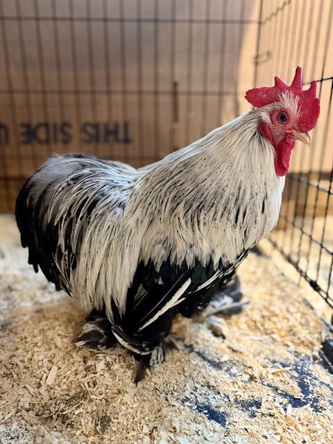 Enlarge OKRA, a Adoptable mixed breed in Methuen, MA image 1/1