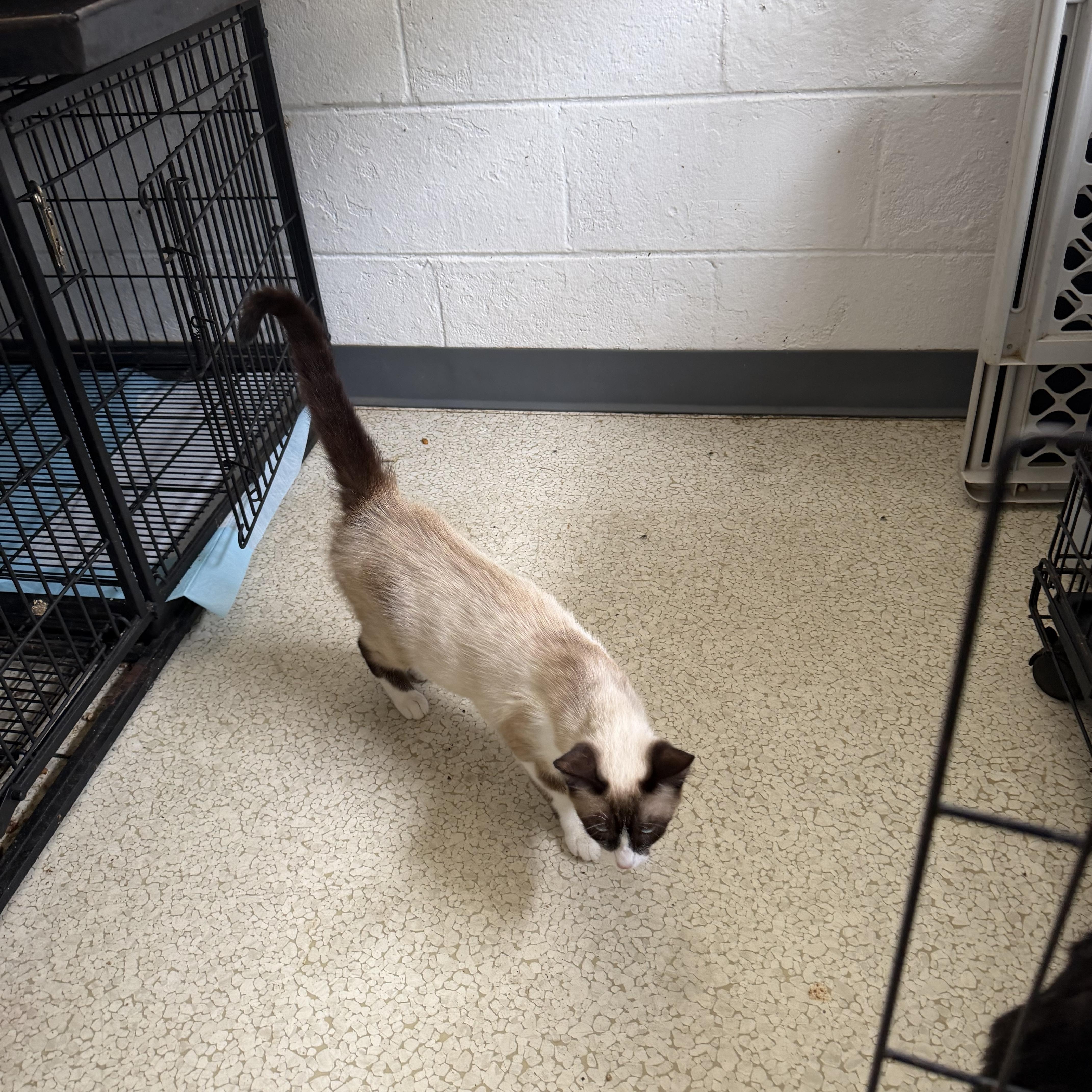 Cynthia, a ADOPTABLE Siamese in Muldrow, OK image 2/3