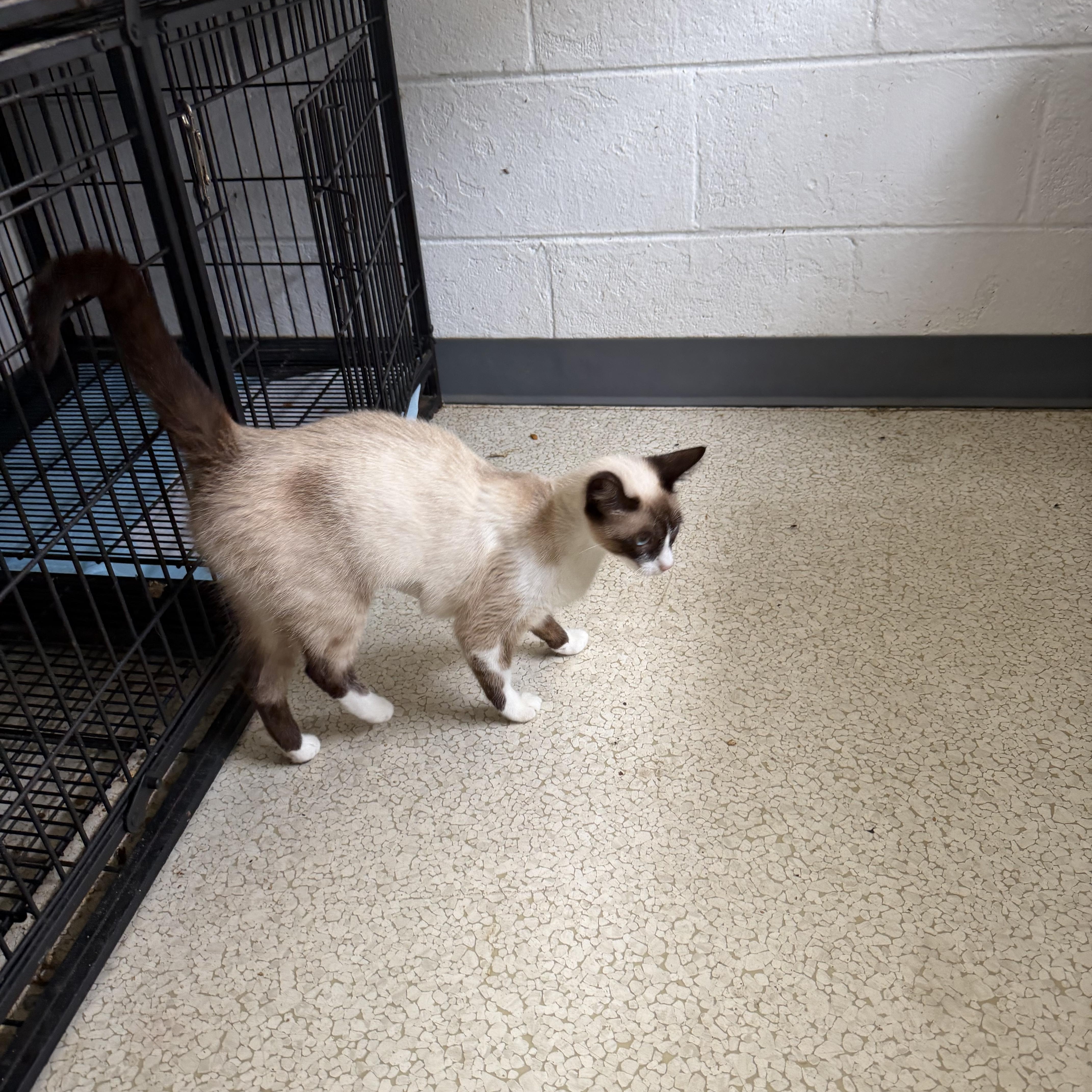 Cynthia, ADOPTABLE, Adult Female Siamese.