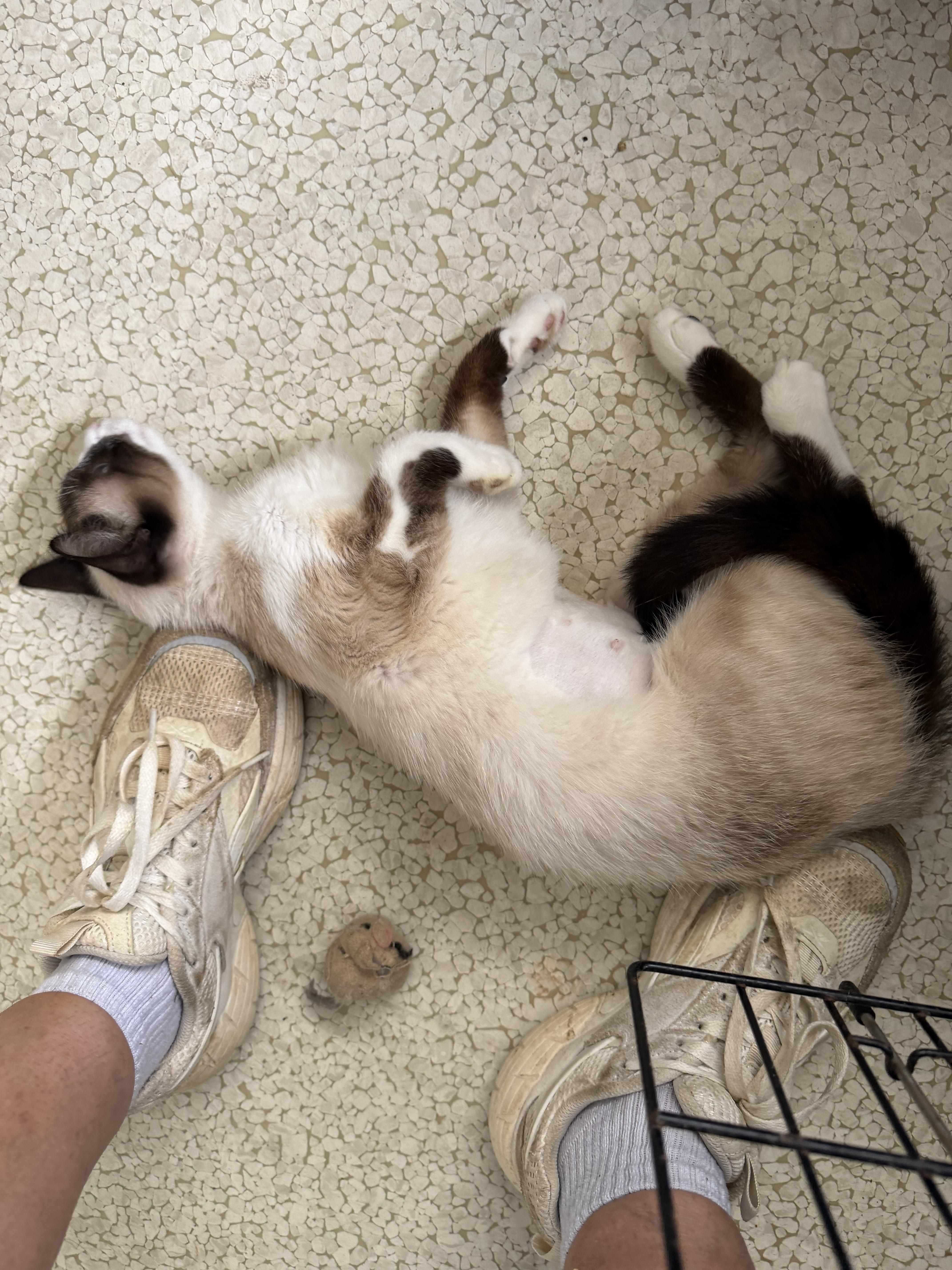 Cynthia, a ADOPTABLE Siamese in Muldrow, OK image 3/3