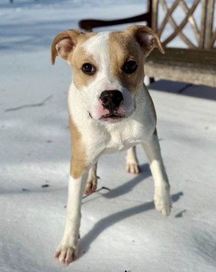 Aang, Adoptable, Young Male Pit Bull Terrier.