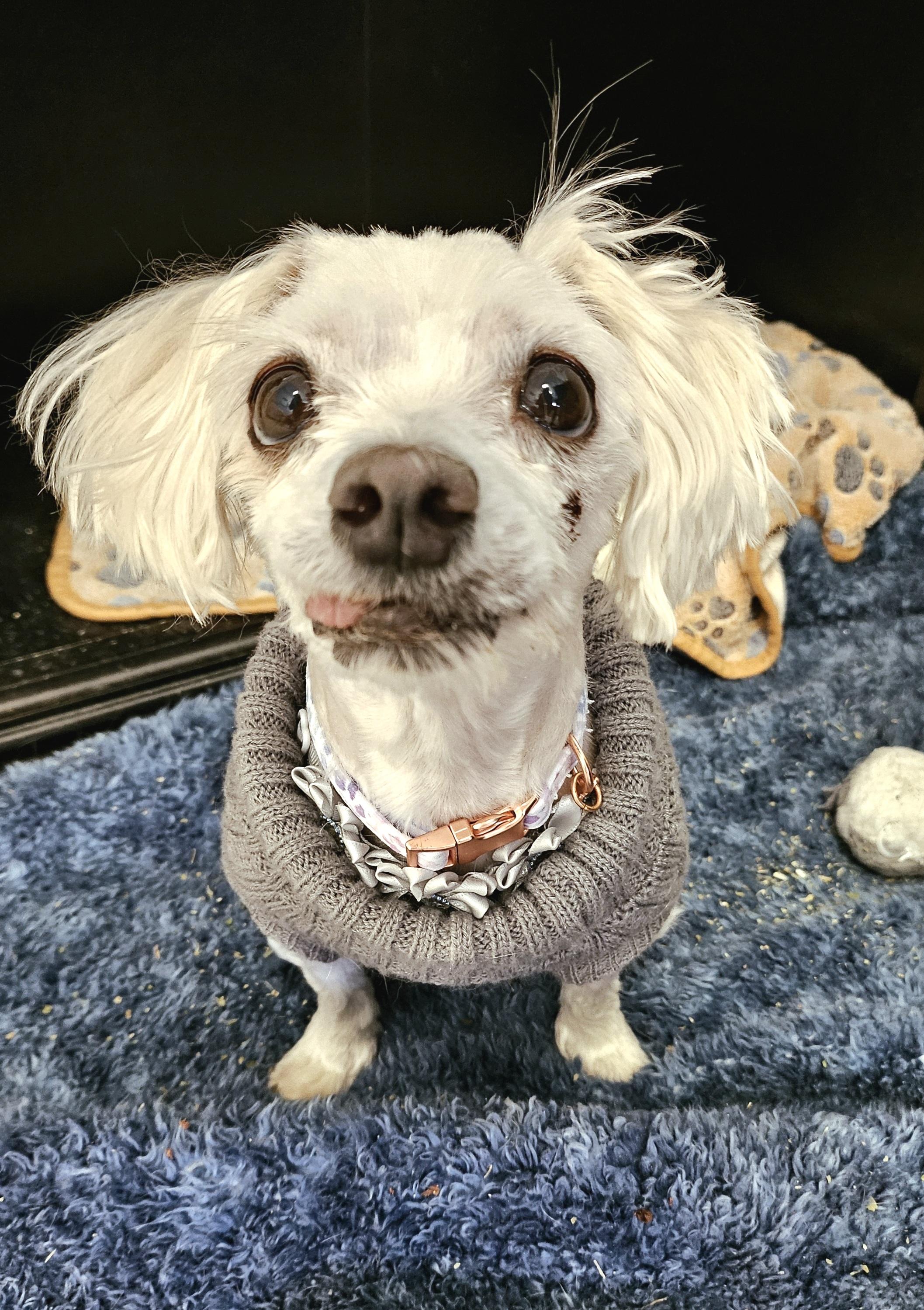 Pearl, Adoptable, Senior Female Maltese.