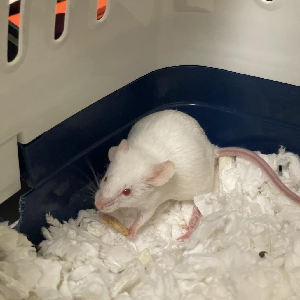 Debbie, Adoptable, Young Female Mouse.
