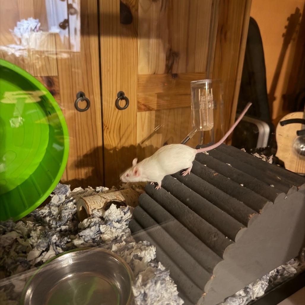 Debbie, a Adoptable Mouse in Chicago, IL image 2/3