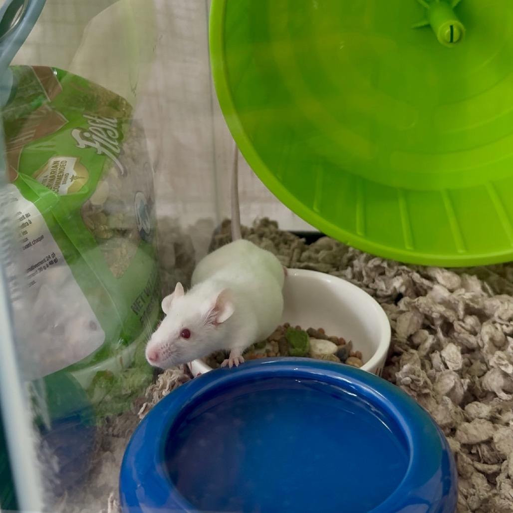 Debbie, a Adoptable Mouse in Chicago, IL image 3/3