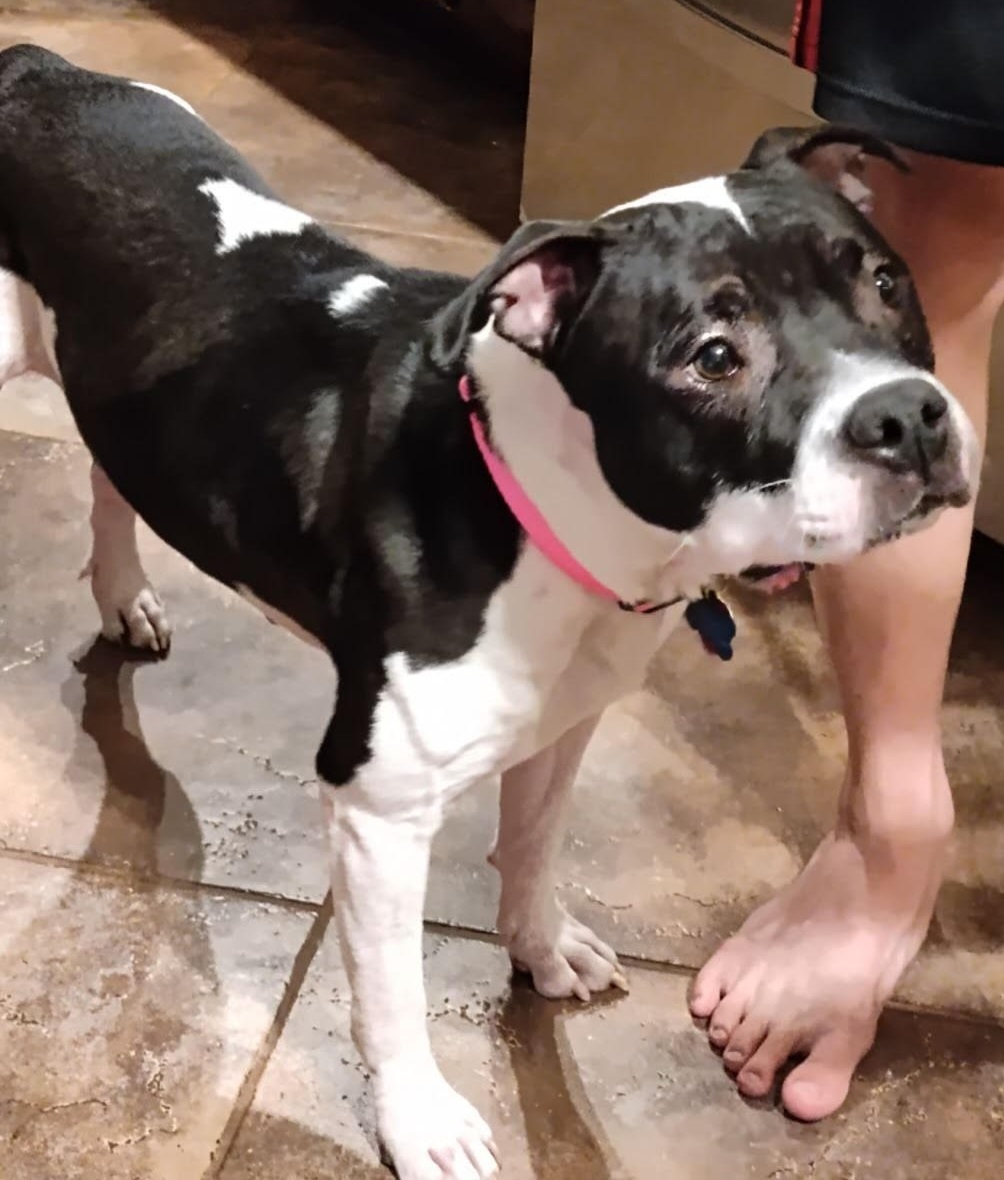 Enlarge BAILEY, a Adoptable mixed breed in Dallas, TX image 1/1
