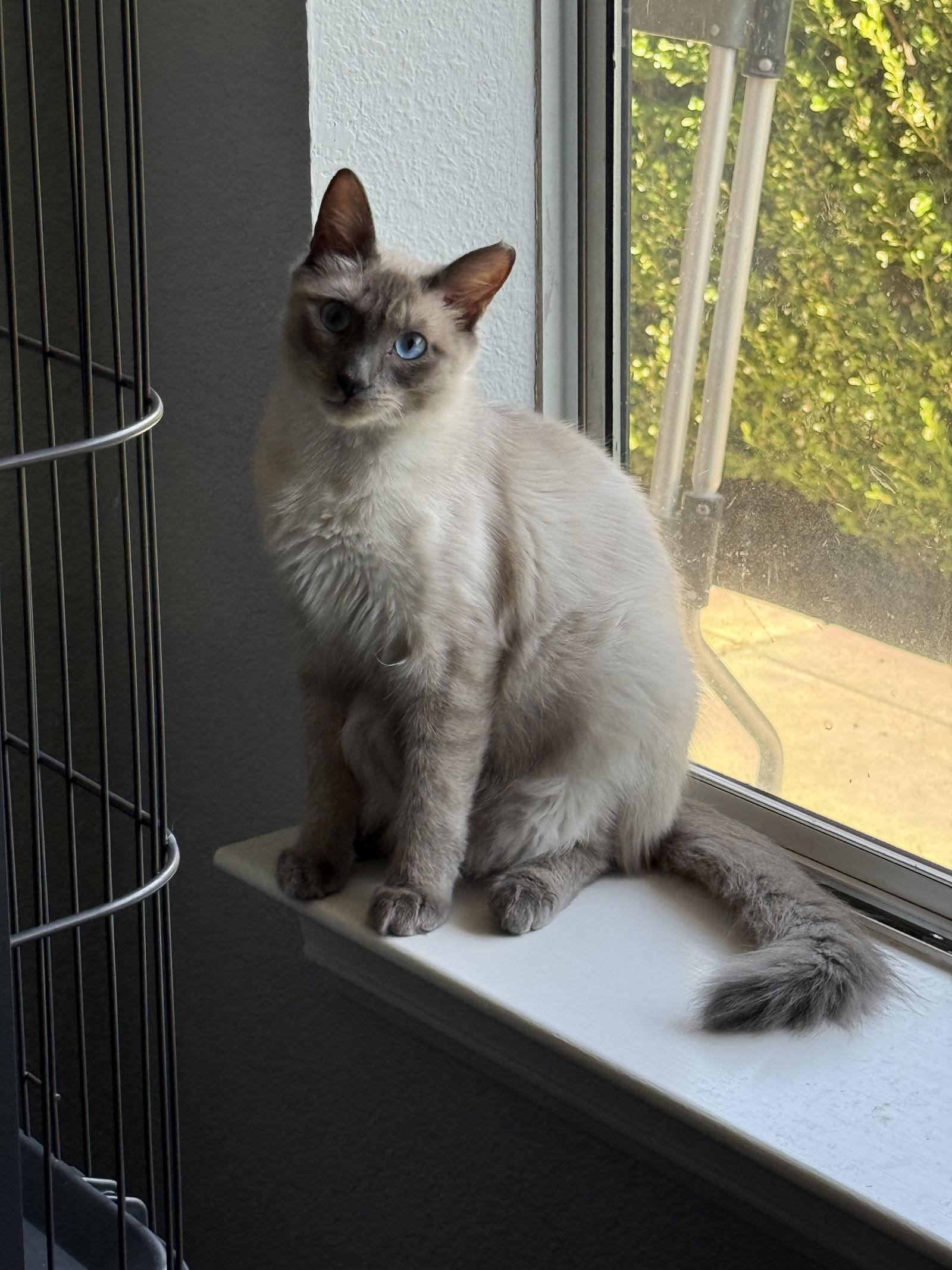 Enlarge Taffy ( BB), a Adoptable mixed breed in Vacaville, CA image 3/3