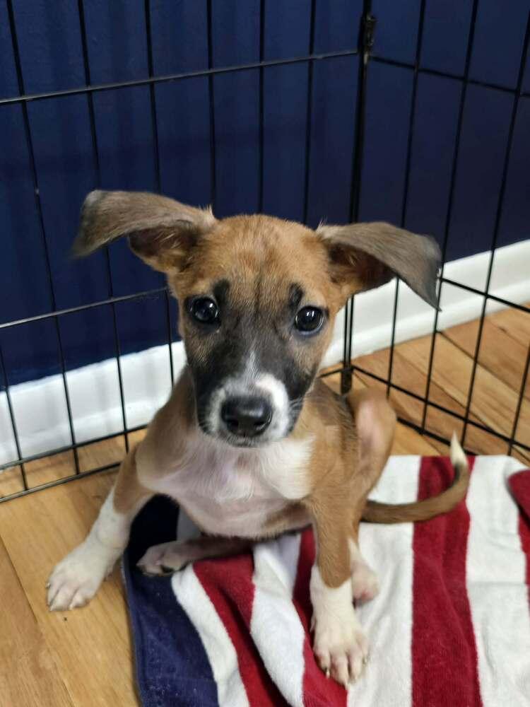 Enlarge Hazel, a Adoptable mixed breed in Willingboro, NJ image 1/2